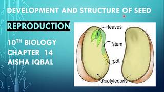 Development and Structure of Seed