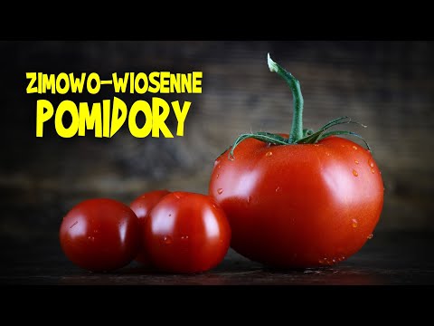 Jak uprawiać pomidory ZDROWE przez cały rok - bez kupowania w sklepie
