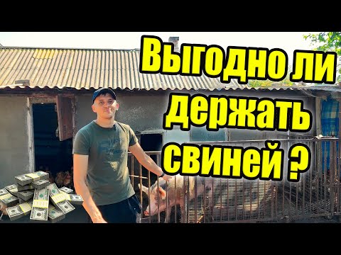 Выгодно ли свиноводство?