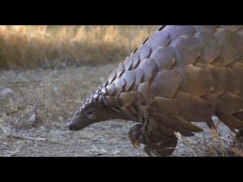 Daniel Deuschle - Wild Is Life (Official)