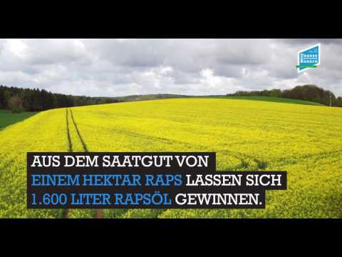 Der Raps: Fakten über das gelbe Gold