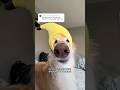 Noggin Adornments For Your Viewing Pleasure Hats Silkenwindhound Noggin Cutedog Snoot Boop