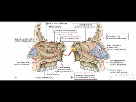Nasal cavity blood supply 4