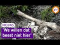 Wolf bedreiging voor moeflons op de Hoge Veluwe