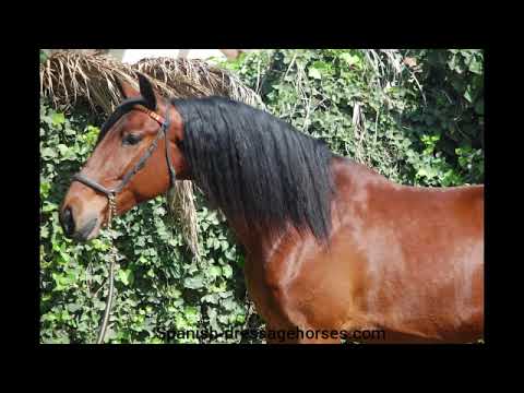 Quality PRE gelding for dressage