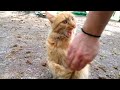 ORANGE CAT ALMOST BIT ME Because She Is Hungry