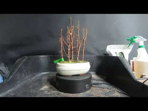Introducing 3 new Bonsai Trees 5th Feb 2022