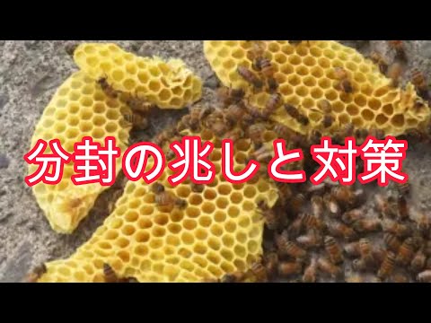 経済学科 晴蜂雨読／④分封の兆しと対策(5月、その2)／山崎亮一／日仏英字幕付き／Signs of swarm and countermeasures (May, part Ⅱ)／R. Yamazaki