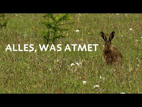 Alles, was atmet (von Martin Buchholz)