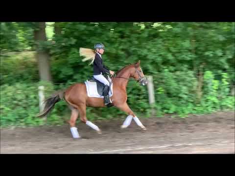 ZAUBERFEE 3j. Deutsches Reitpony VB 8.000,- Euro
