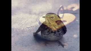 Adamo - mon cinema ....