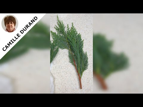 Découvrez les Secrets de la Propagation des Cyprès : Guide Complet et Astuces Pratiques