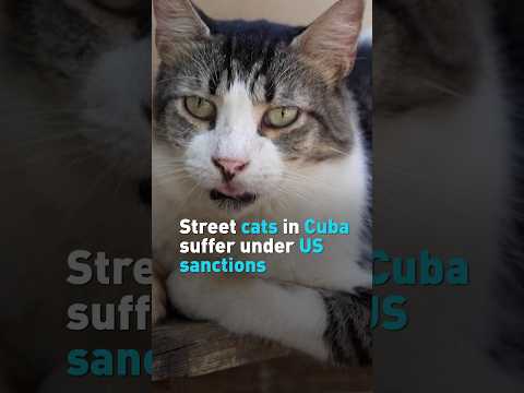 Street cats in Cuba suffer under US sanctions