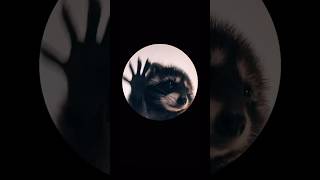 El Mapache Pedro #pedro #mapache #shorts #viral #viralshorts
