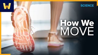 How We Move