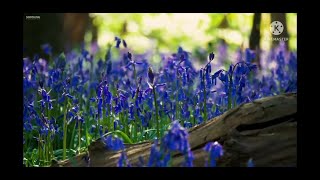 Download lagu Musik klasik Tiongkok-musik refleksi otak, penghilang stress 100%ampuh mp3