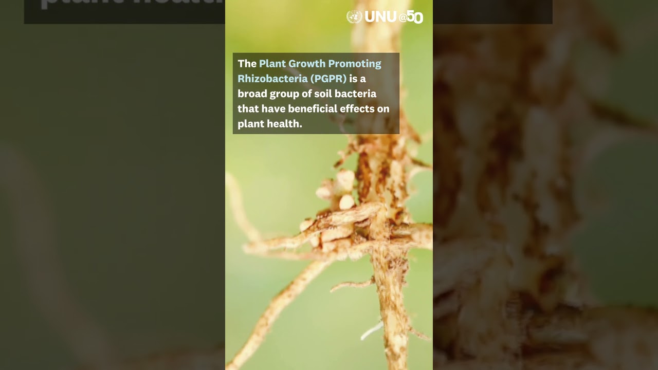 Plant Growth Promoting Rhizobacteria are part of 2025's academic program for UNU-BIOLAC