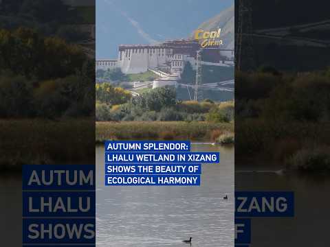 Autumn splendor: Lhalu Wetland in Xizang shows the beauty of ecological harmony #coolchina