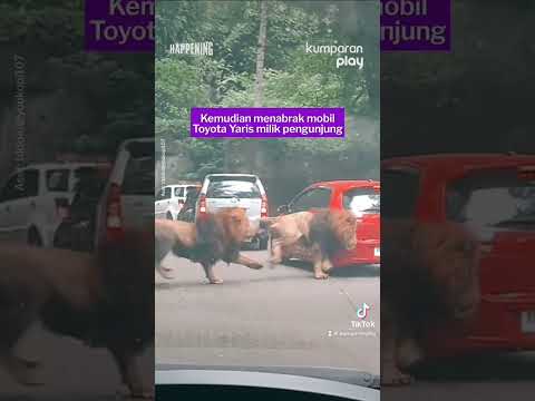 , title : 'Viral 2 Ekor Singa Tabrak Mobil di Taman Safari Prigen😱 #happening #update #teknosains #shortnews'