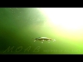 DUO S Lures In Motion 15 Moab 120F