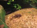 Hypancistrus sp. (L066) Hypancistrus sp. (L066)