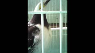 Download lagu Jalak hongkong pinter part 2 mp3