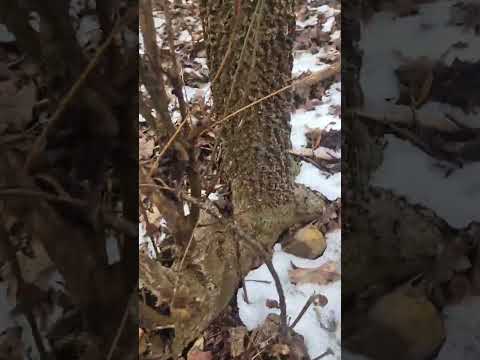 How to Identify Hackberry Trees by Their Bark