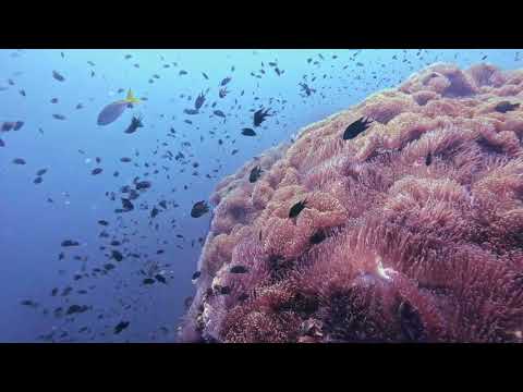 Wondering in Chumphon Pinnacle