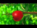 Lower Ant Apple