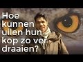 Waarom kunnen uilen hun kop zo ver draaien? | Het Klokhuis