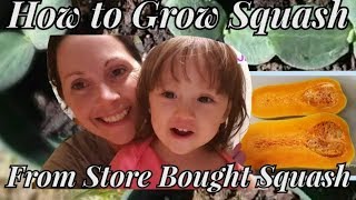 How to Germinate Squash Seeds and Grow Squash from Store Bought Squash Vlog