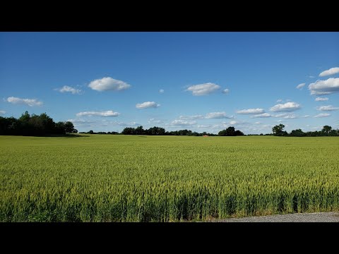 Stray Voltage (08 June 2020)