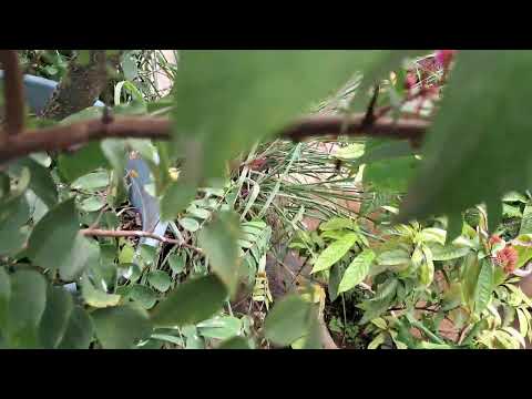 Star Fruit Plant#Flowers#Garden#