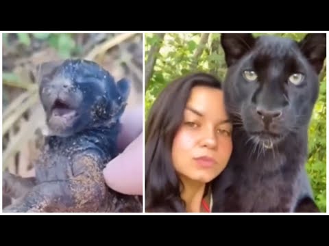 Rescued a kitten and it turned out to be a black panther