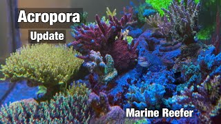 Acropora Update Growth and Colour