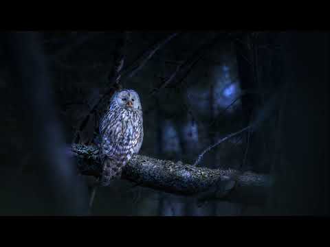 (10 HOURS) Beautiful Haunting Owl Calls - Owl Sound Effects, Hoots to Relax and Sleep (Scare Birds!)
