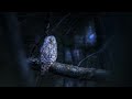 10 HOURS Beautiful Haunting Owl Calls Owl Sound Effects Hoots To Relax And Sleep Scare Birds