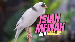 Download lagu MATERI MEWAH ANTI GAGAL - MASTERAN KENARI ISIAN BLACKTHROAT GACOR UNTUK KENARI BAHAN LOMBA mp3