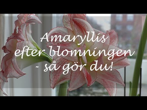 Amaryllis efter blomningen - så gör du