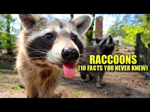 アライグマ 🦝 (あなたが知らなかった 10 の事実)
