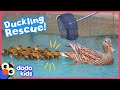 Rescuer Won T Leave Littlest Duckling Behind Rescued Dodo Kids