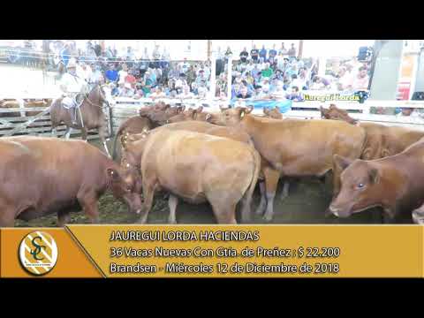 12-12-18 Venta de Vientres con Preñez - Jauregui Lorda Haciendas - Brandsen