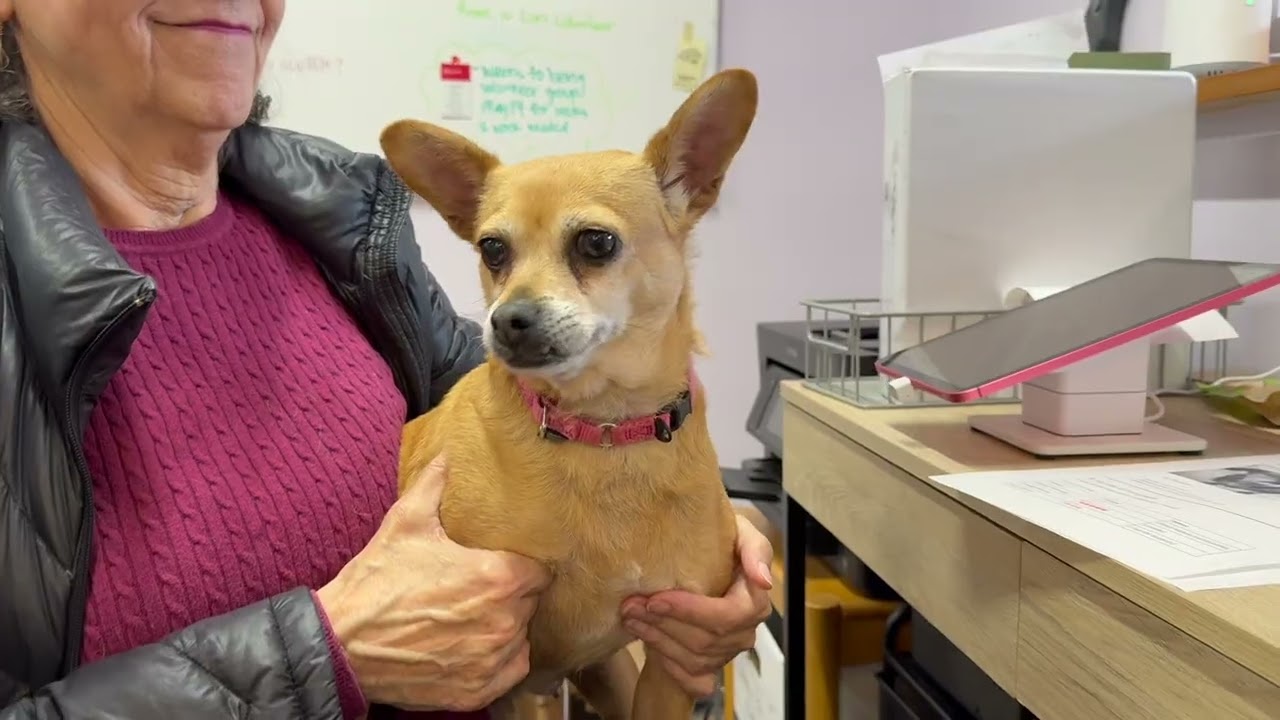 Enlarge Connie, a ADOPTABLE mixed breed in Walnut Creek, CA video 1/6
