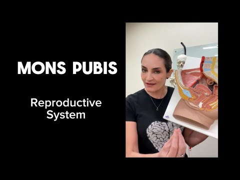 Reproductive System : Mons Pubis