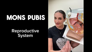 Reproductive System : Mons Pubis