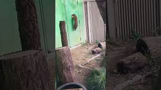 早く帰りたいツシマヤマネコ