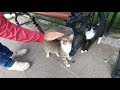 Tuxedo Cat Ginger Cat And Tabby Cat Want Food And Love At The Park
