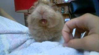 Guinea Pig Yawn