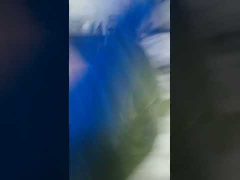 t-rex vs huggy wuggy