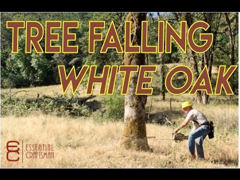 Falling Dangerous Oak Trees